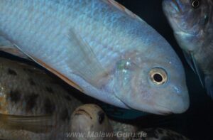 Labeotropheus fuelleborni 'Chidunga Rocks'